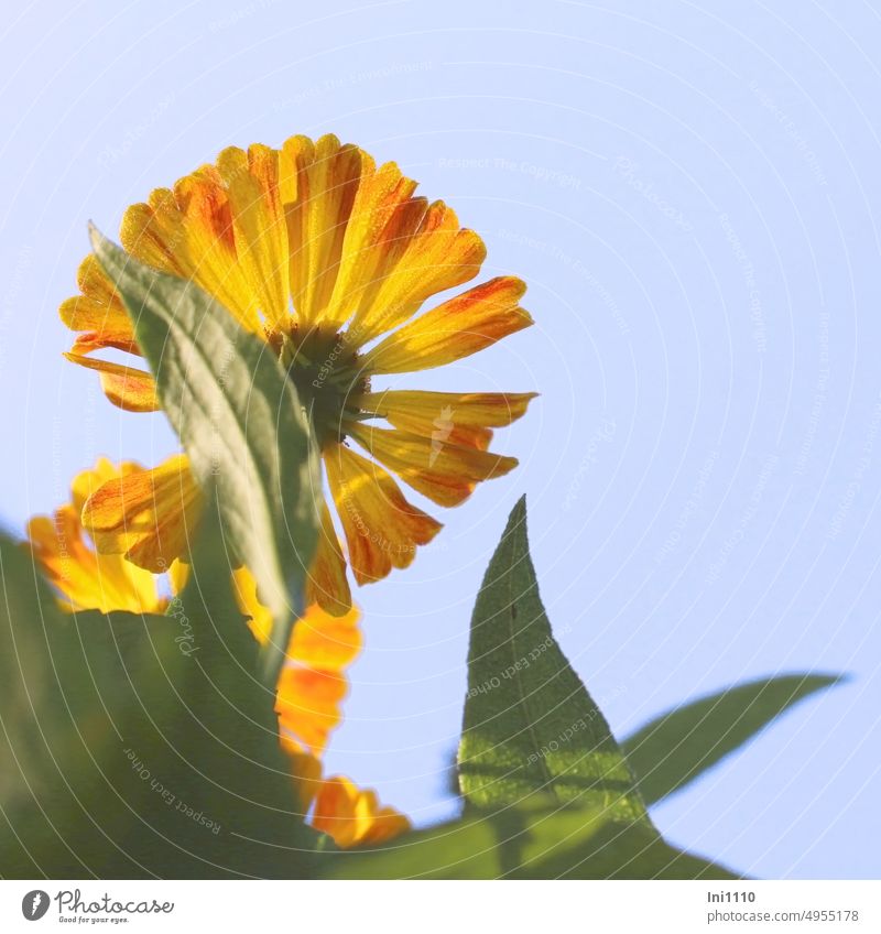 Sonnenbraut Rückseite Blütenstand Sommer Pflanze Blume Staude Korbblütler Helenium Sorten gelb orange Blütenblätter Zungenblüten gewellt strahlenförmig