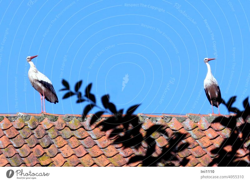 zwei Störche stehend auf einem Dach Tiere 2 Tiere Vögel Weißstorch Ciconia ciconia Farben schwarz weiß rot lange Beine langer Hals langer Schnabel aufmerksam