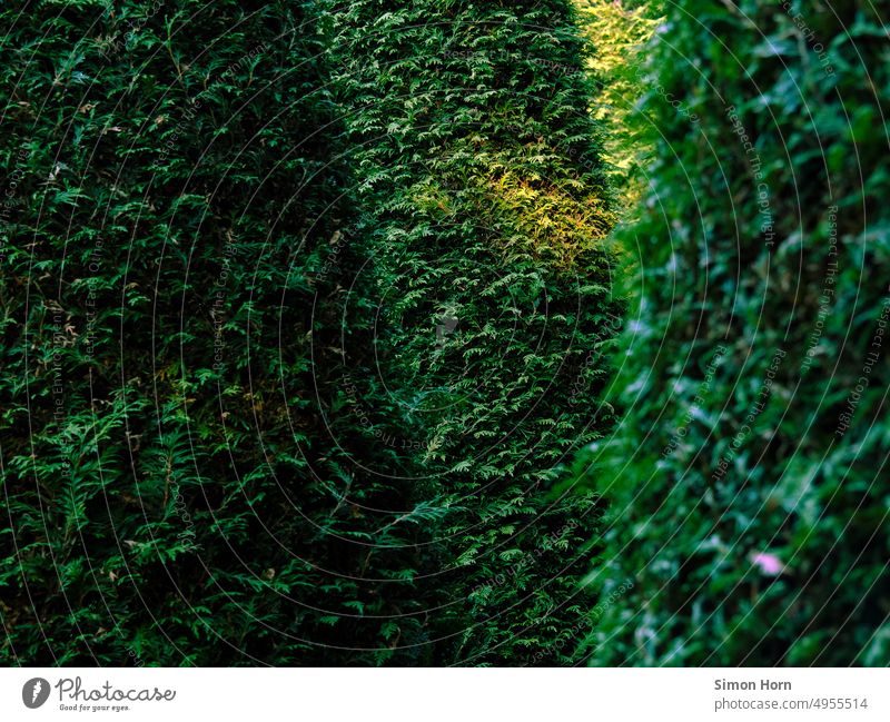 Sonnenfleck im Labyrinth Scheinwerfer Grüntöne Lichtpunkt Busch Dickicht Irrweg ziellos Unschärfe Lichterscheinung Lichtspiel verwinkelt leuchten Lichtschein