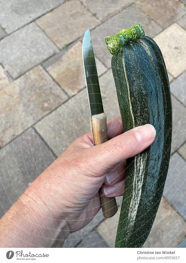 Eine frisch geerntete Zucchini und ein Messer in der Hand halten Zucchino eigene Ernte Gemüse Vegetarische Ernährung Vegane Ernährung grün lecker gesund