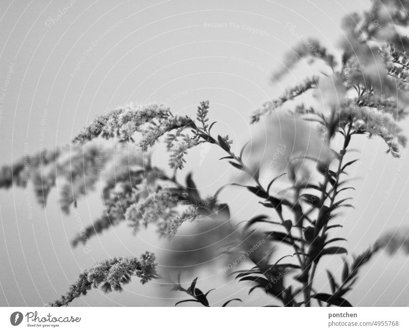 Kanadische Goldrute in schwarz-weiß Gräser pflanze dekorativ kanadische goldrute strauß schön Schwarz-weiß Nahaufnahme Unschärfe?