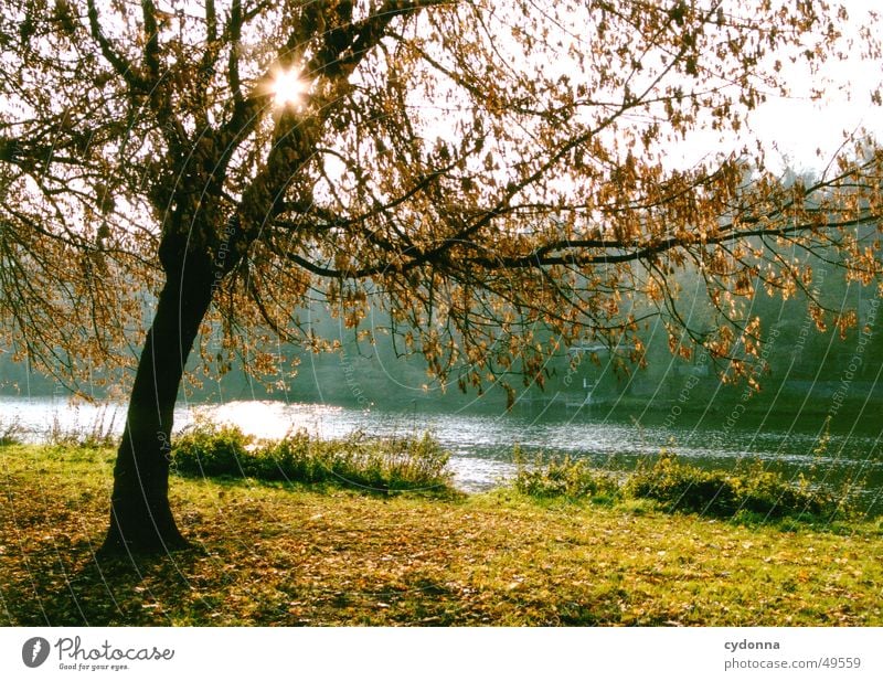 An der Saale Baum Wiese Herbst Licht Himmel Lagerhalle Sonne Fluss Wasser Landschaft