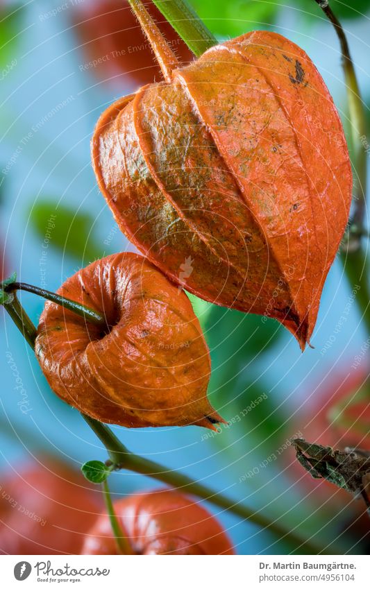 Frucht von Physalis alkekengi, Blasen- oder Judenkirsche, Lampionblume Blasenkirsche Kelchblätter orangefarbig Früchte Solanaceae Nachtschattengewächse