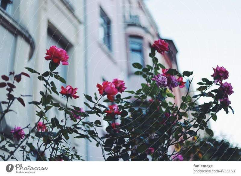 Rosen vor rosa Haus Pflanzen blühen spaziergang Saarbrücken Nauwieser Viertel pink rot blaue Stunde blühend romantisch Blüte Duft Sommer warm Sommerabend Blume