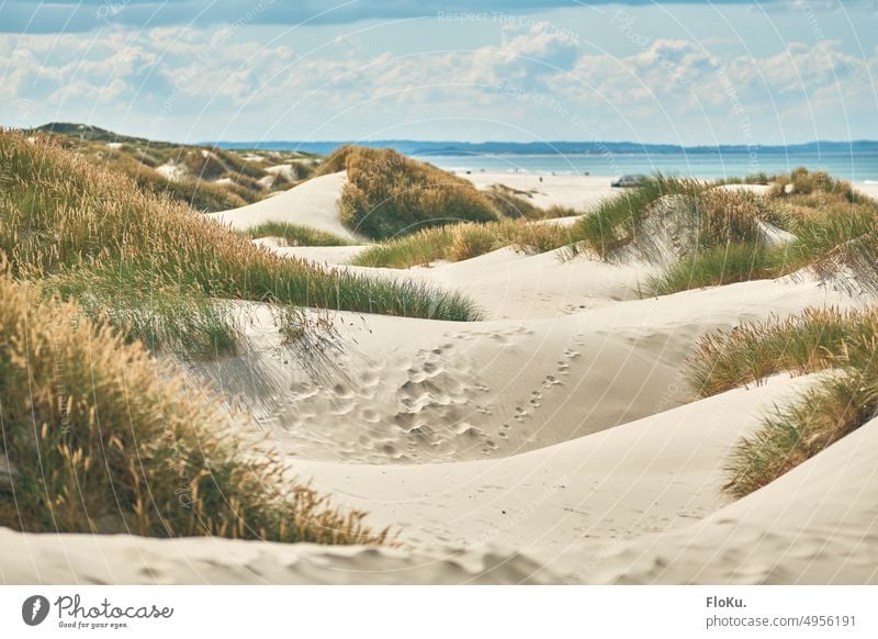 Sanddünen am Strand von Saltum Düne Urlaub Küste Nordsee Dänemark Ferien & Urlaub & Reisen Meer Natur Landschaft Himmel Dünengras Nordseeküste Wolken Umwelt