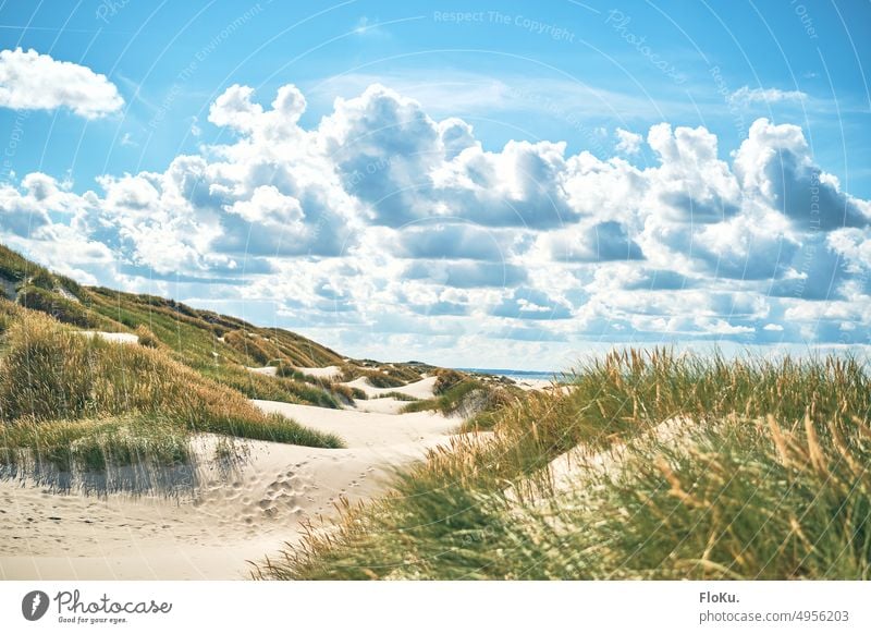 Küstenlandschaft im norden Dänemarks Dünen Natur Landschaft Sommer Sonne Urlaub Urlaubsstimmung dünenlandschaft Dünengras Meer Strand Nordsee