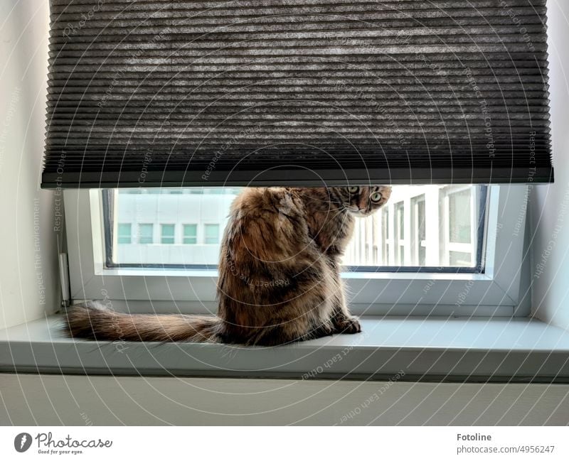 "Was machst du denn in meiner Wohnung? Ach so, du bist mein Buttler! Na dann mach weiter!" sagt der Blick dieser Katze, die nachschaut, was sich hinter dem Fenster im Hinterhof tut.