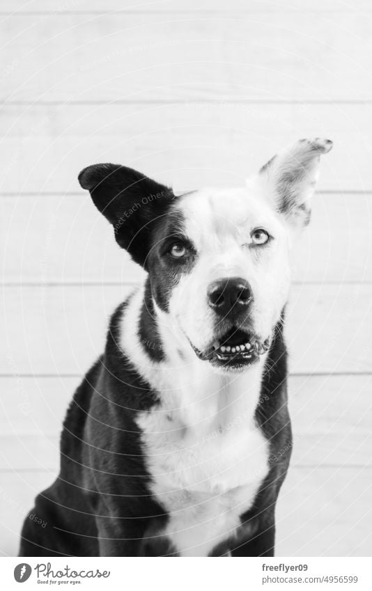 Porträt eines schwarz-weißen Hundes, der in die Kamera schaut gehorsam schwarz auf weiß Textfreiraum Studiobeleuchtung Atelier Graustufen Haustier niedlich