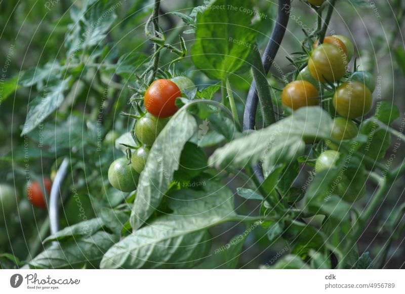 Tomaten im Garten | süß & lecker | klein & fein. Tomatenpflanze Cocktailtomate Gemüse Bioprodukte Ernährung Lebensmittel rot frisch grün Gesunde Ernährung