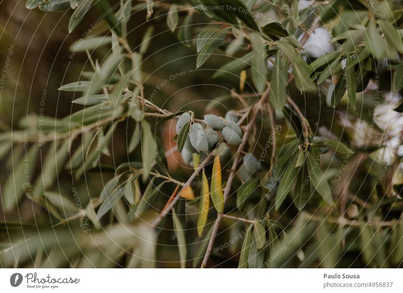 Getrocknete Oliven am Baum getrocknet trocknen Dürre Umwelt Sommer globale Erwärmung Ackerbau Klimawandel Erde Boden Natur Wetter Frucht oliv Olivenbaum