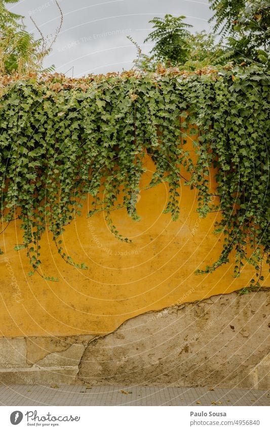 Gelbe Wand mit grüner Hedera hedera Hedera-Helix Mauer gelb Pflanze Efeu Blatt Natur Außenaufnahme Farbfoto Blätter Umwelt bewachsen Haus Kletterpflanzen