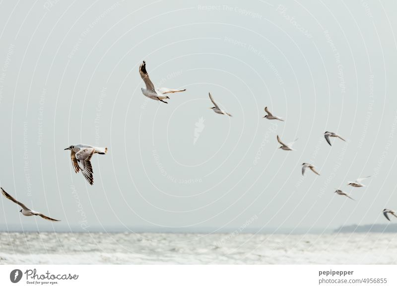 Vogel-Sinuskurve Vögel Vögel fliegen Möwenvögel möwen Flügel Himmel Tier Außenaufnahme Natur Freiheit Meer Ostsee Kurve sinuskurve Wasser Küste Küstenlinie