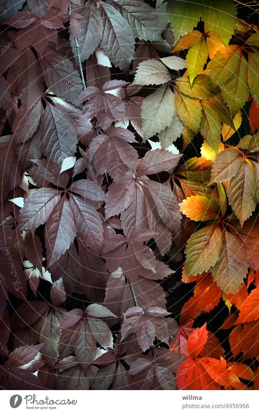 Dekorativer Herbstanfang Jungfernrebe Wilder Wein Herbstfärbung Kletterpflanzen herbstlich Vergänglichkeit Blätter dekorativ WandelJahreszeiten