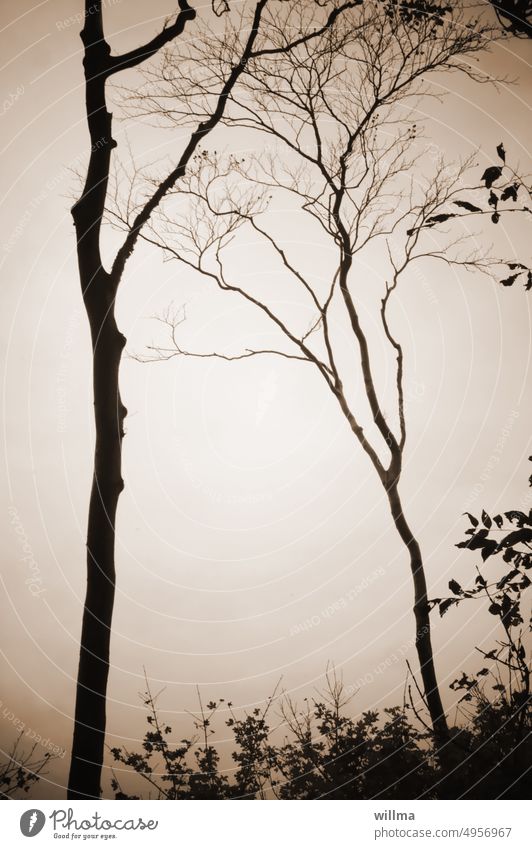 Hinter dem Nebel ist der Gespensterwald, nämlich. Baum und noch ein Baum kahl Gestrüpp Blätter Silhouette Herbst Oktober trostlos Hoffnungslosigkeit Melancholie