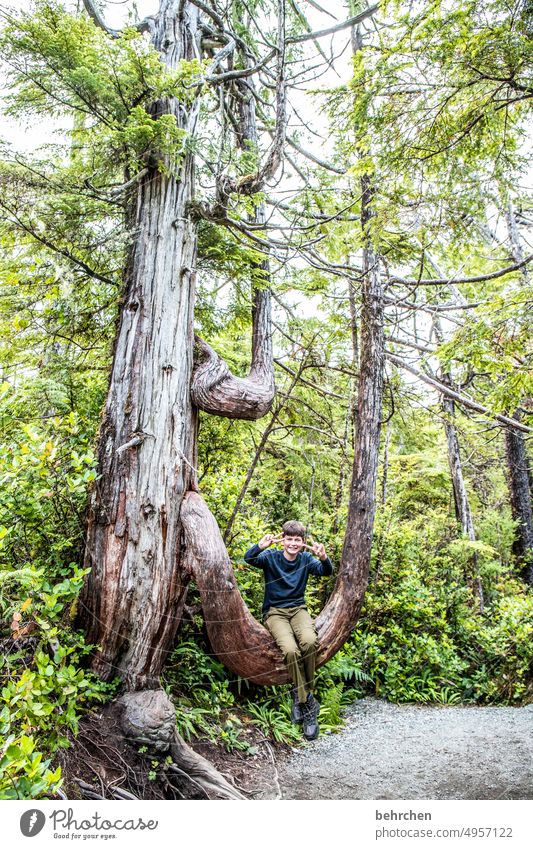 launen der natur | affenschaukel Kind Kindheit Sohn Junge knorrig Baumstamm Ferien & Urlaub & Reisen Ferne Fernweh Vancouver Island fantastisch Abenteuer Kanada