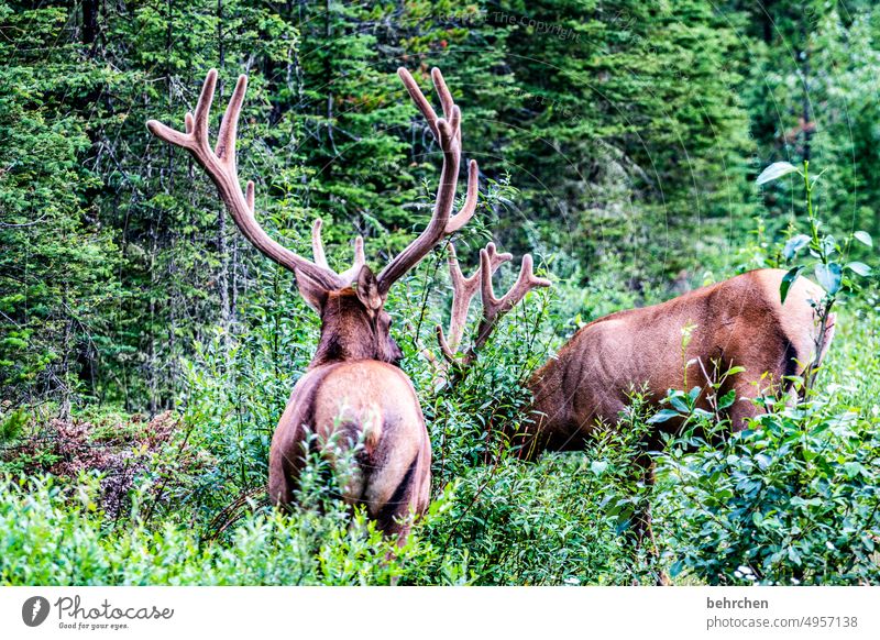 wir haben die größten… Jasper National Park Abenteuer Freiheit Kanada wandern Berge u. Gebirge Wald Bäume Landschaft Nordamerika Farbfoto Rocky Mountains Natur