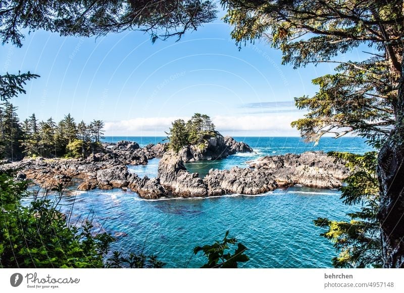eingerahmt Baum Wald Ausflug Ferien & Urlaub & Reisen Ferne Fernweh Vancouver Island Farbfoto Nordamerika Kanada Abenteuer British Columbia Landschaft Natur