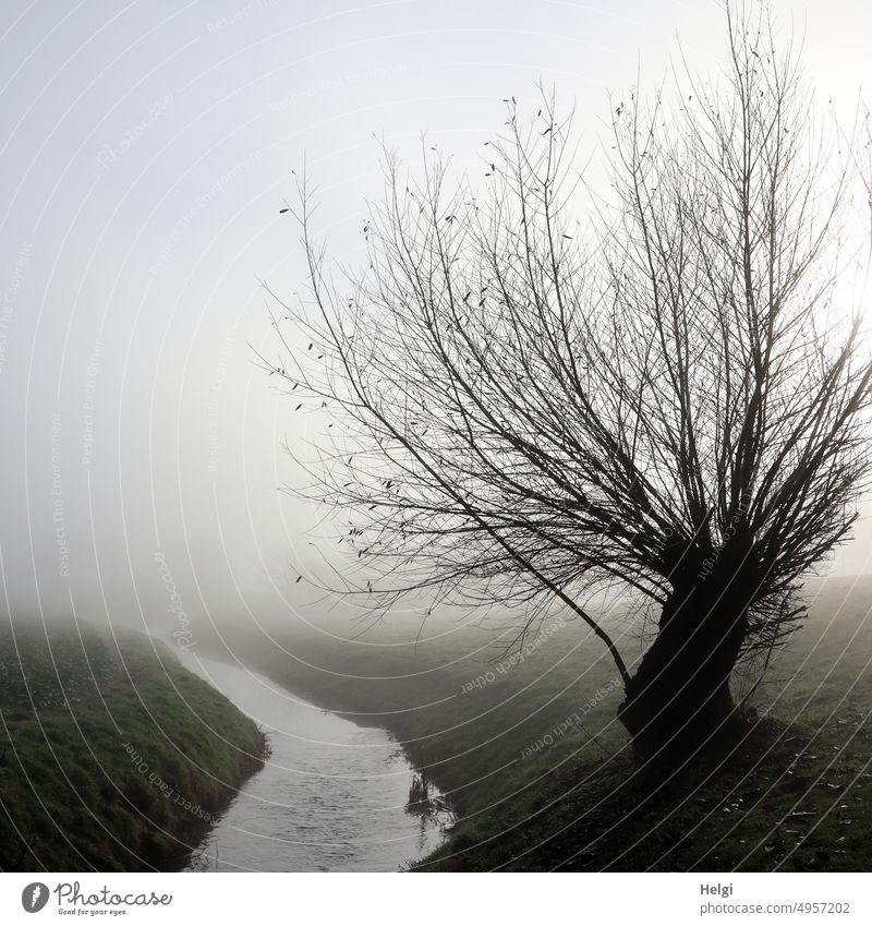 Nebelstimmung - kahle Kopfweide steht im Morgennebel auf einer Wiese am Bach Baum Weide Fluss Flussufer morgens Tristesse Wintermorgen Landschaft Natur