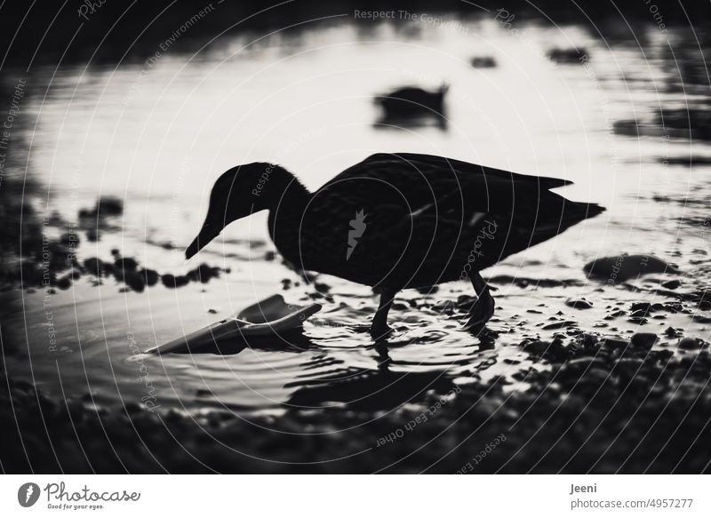Ente im Wasser Schatten Abend See Seeufer Ufer Küste Spielzeug Schaufel ruhig Idylle Teich Scherenschnitt Feder friedlich Schwarzweißfoto schwarzweiß