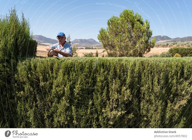 Älterer männlicher Gärtner, der Bäume mit einer Heckenschere pflegt Mann geschnitten Lebensbaum Trimmer Arbeit Landschaft Landwirt Garten Senior lässig
