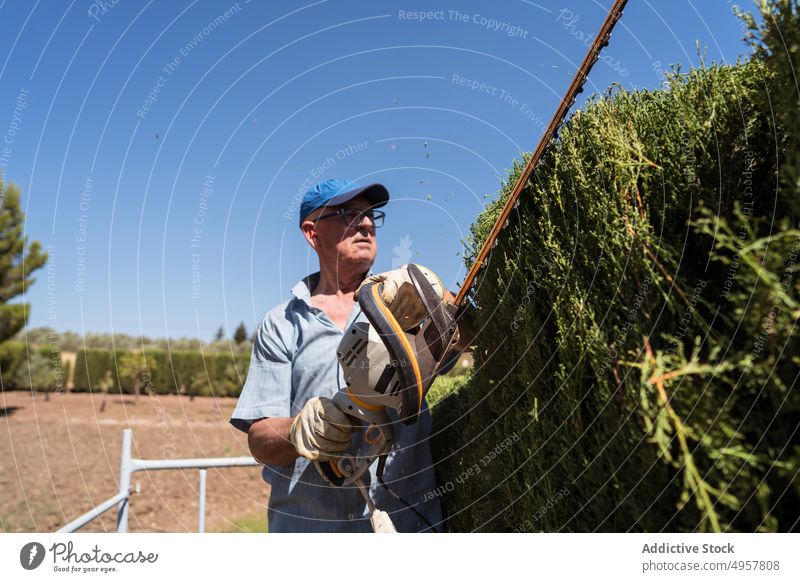 Älterer männlicher Landwirt schneidet Hecken mit einem Elektrowerkzeug im Garten Mann entgittern Gärtner Trimmer Lebensbaum Arbeit Landschaft Buchse Baum Gerüst