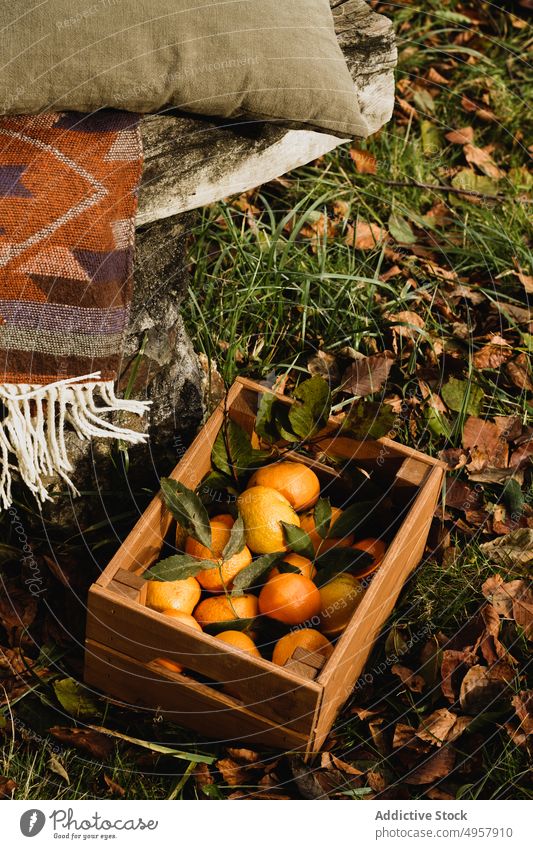 Frische tropische Früchte in Holzkiste im Herbst Obstgarten orange Ernte Frucht Kiste saftig exotisch Lebensmittel reif Gesundheit Gartenbau natürlich frisch
