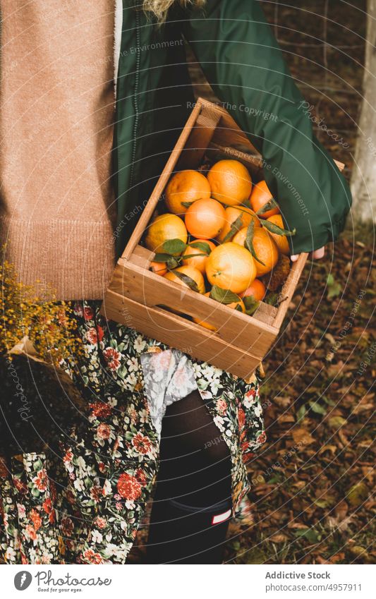 Anonyme Frau mit frischen tropischen Früchten in Holzkiste im Obstgarten orange Ernte Frucht Kiste Landwirt saftig Lebensmittel reif Gesundheit Gartenbau