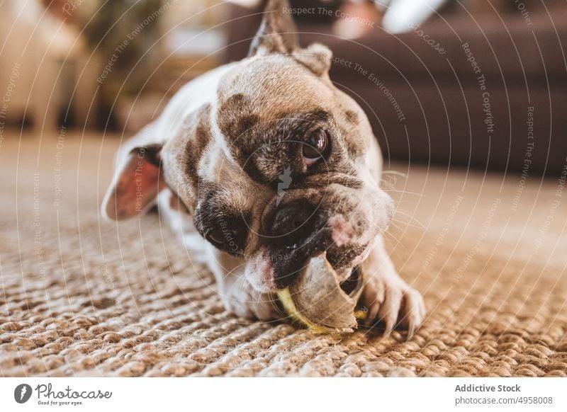 Niedlicher Hund beißt Spielzeug auf dem Boden beißend heimwärts Stock Lügen Tuch gemütlich Kauen Haustier niedlich Tier Welpe heimisch spielerisch Reinrassig