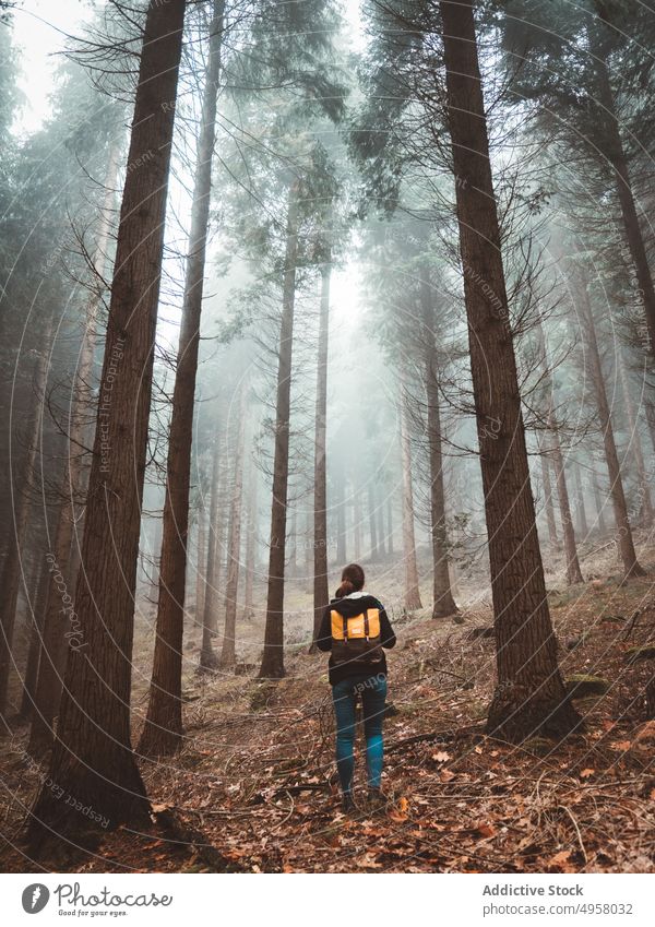 Frau erkundet einen nebligen Wald Stehen Landschaft Bäume Rucksack Herbst Waldgebiet Natur friedlich Berge u. Gebirge Laubwerk ruhig Umwelt Saison üppig (Wuchs)