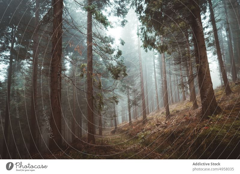Fantastischer Wald voller Nebel Landschaft Bäume Herbst Waldgebiet Natur friedlich Berge u. Gebirge Laubwerk ruhig Umwelt Saison üppig (Wuchs) magisch