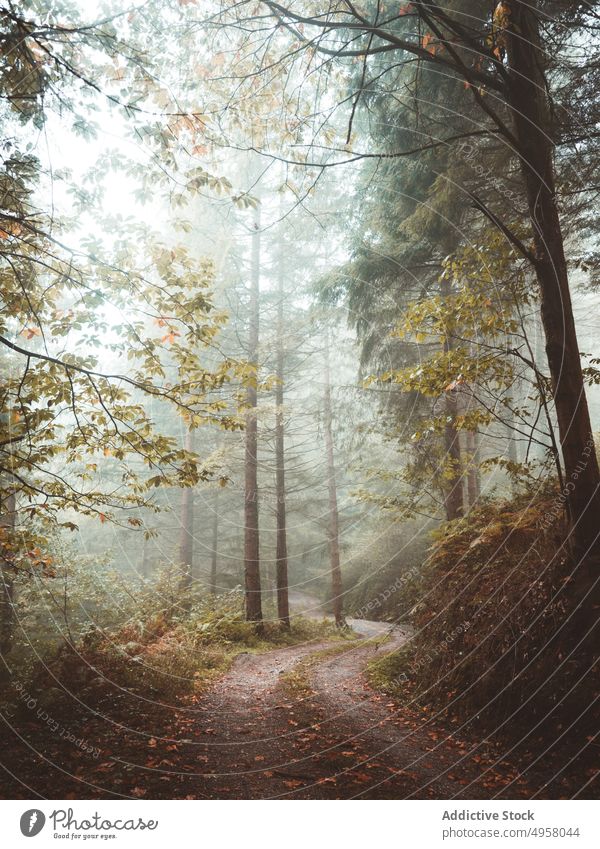 Fantastischer Wald voller Nebel Weg gewunden Landschaft Bäume Herbst Waldgebiet Natur friedlich Berge u. Gebirge Laubwerk ruhig Umwelt Saison üppig (Wuchs)