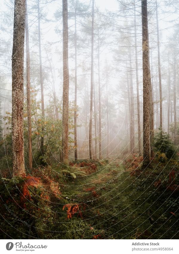 Fantastischer Wald voller Nebel Landschaft Bäume Herbst Waldgebiet Natur friedlich Berge u. Gebirge Laubwerk ruhig Umwelt Saison üppig (Wuchs) magisch