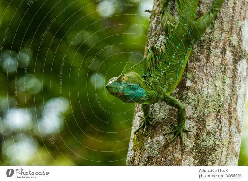 Grüner Basiliscus plumifrons auf Baum im Wald Basiliskus plumifrons Lizard grün Lebensraum natürlich Kofferraum Reptil Gefiederter Basilisk Waldgebiet Sommer