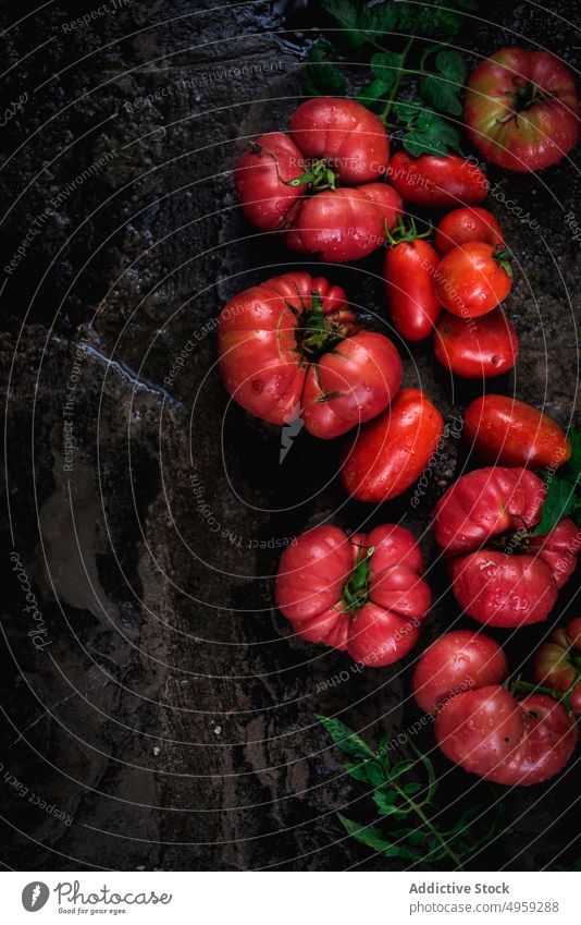 Rote leckere nasse Tomaten aus dem Obstgarten Lebensmittel Frucht wachsen Landwirtschaft Gesundheit Blatt Gemüse Garten saftig Natur Markt Ernährung Farbe