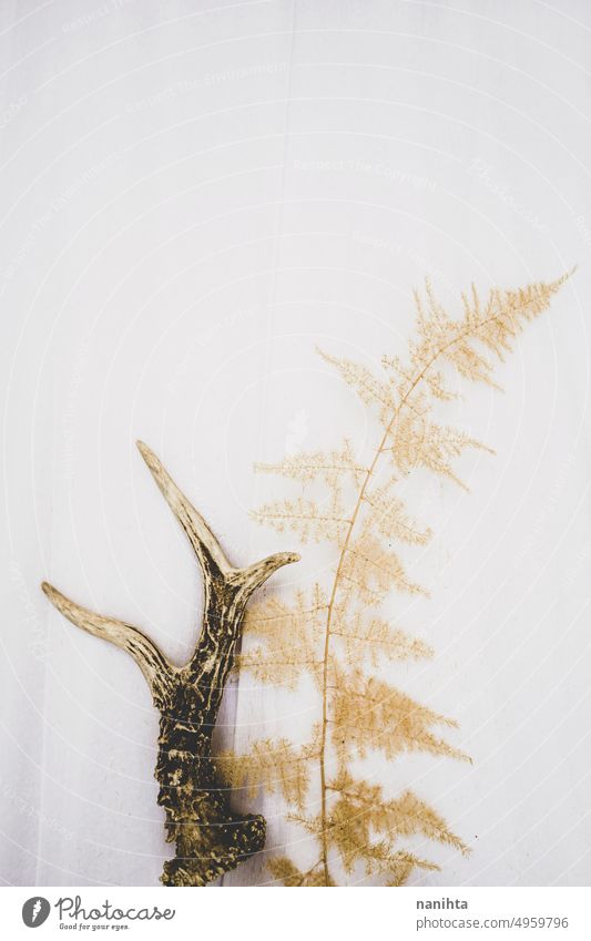 Ein echtes Hirschhorn und ein echter trockener Farn auf weißem Papier retro altehrwürdig wild Boho Dekoration & Verzierung Hintergrund Hupe Wurmfarn Stillleben