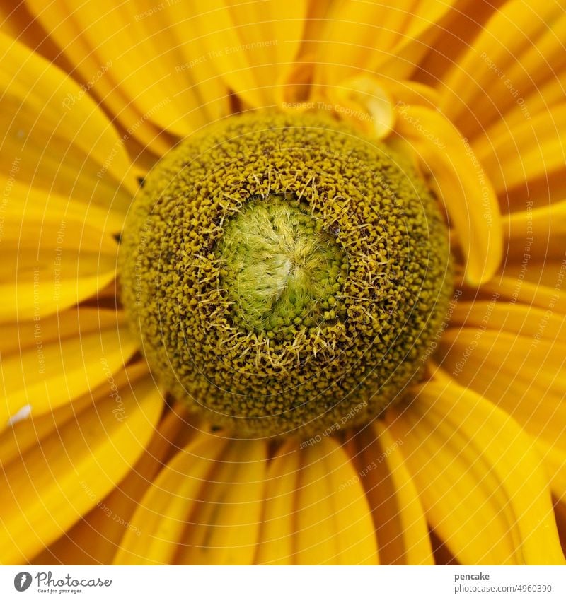 gelber sonnenhut Makro Detailaufnahme Nahaufnahme Garten sonnig blühen Sonnenhut Schwache Tiefenschärfe Echinacea Blütenstand Korbblütler Blume