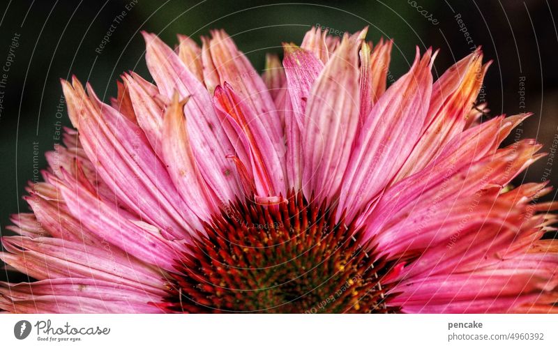sonnenhutaufgang Echinacea halb Detailaufnahme Nahaufnahme Gesundheit Heilung Garten Hälfte teilen Sonne Sonnenaufgang Blüte Roter Sonnenhut