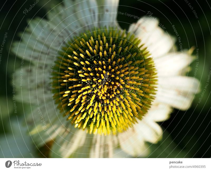 die letzten tage verblüht spät Sonnenlicht Abendlicht Nahaufnahme Garten verblühen Echinacea weiss Detailaufnahme Naturheilkunde Igel Sonnenhut Blüte
