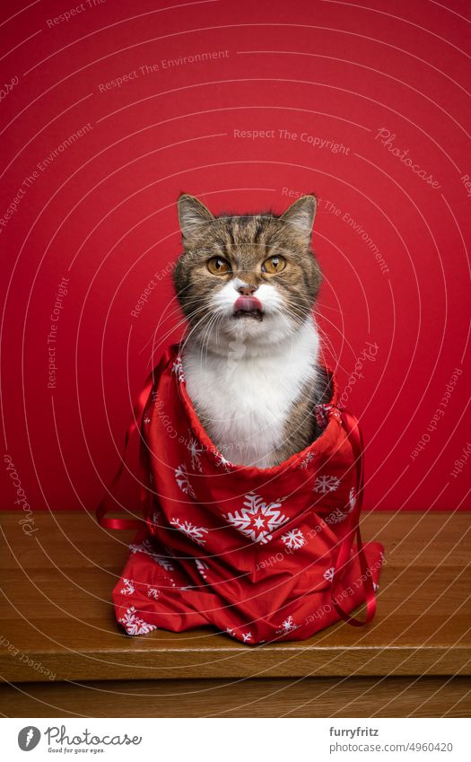 niedliche Katze in roter Weihnachtstüte oder Weihnachtssack auf rotem Hintergrund katzenhaft Haustiere Weihnachten Weihnachtsgrüße Feiertag Winter Textfreiraum