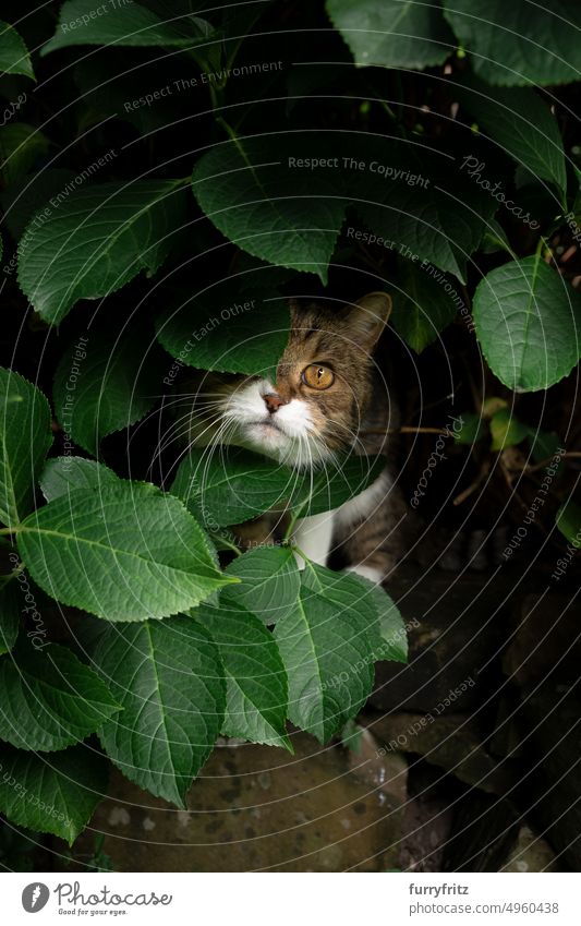 süße Katze versteckt sich hinter Blättern unter Hortensienbusch Grün Laubwerk im Freien Garten Vorder- oder Hinterhof Ein Tier Buchse Natur neugierig