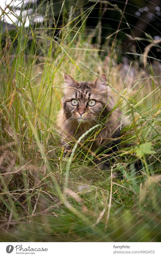 getigerte Katze im Freien auf der Jagd im hohen Gras Grün Laubwerk Blätter Garten Vorder- oder Hinterhof hoch Wiese Ein Tier Natur neugierig Blick beobachtend