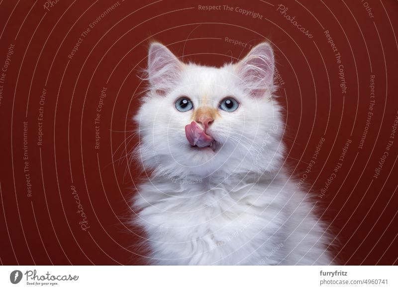 flauschige weiße Kätzchen hungrig lecken Lippen. Porträt auf rotem Hintergrund rot-braun roter Hintergrund katzenhaft fluffig Fell Katzenbaby Sibirische Katze