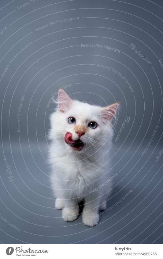 süße weiße flauschige Kätzchen lecken Lippen Porträt Katze katzenhaft fluffig Fell Katzenbaby Sibirische Katze neva-Maskerade Langhaarige Katze Studioaufnahme