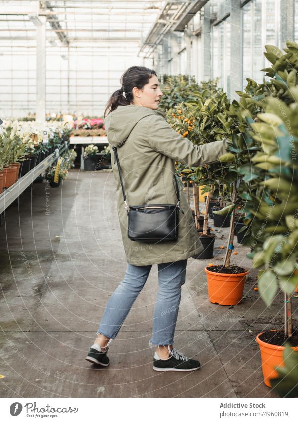 Nachdenklicher erwachsener Käufer, der die grünen Blätter eines getopften Orangenbaums berührt, während er eine Pflanze zum Kauf in einem modernen Gewächshausmarkt auswählt
