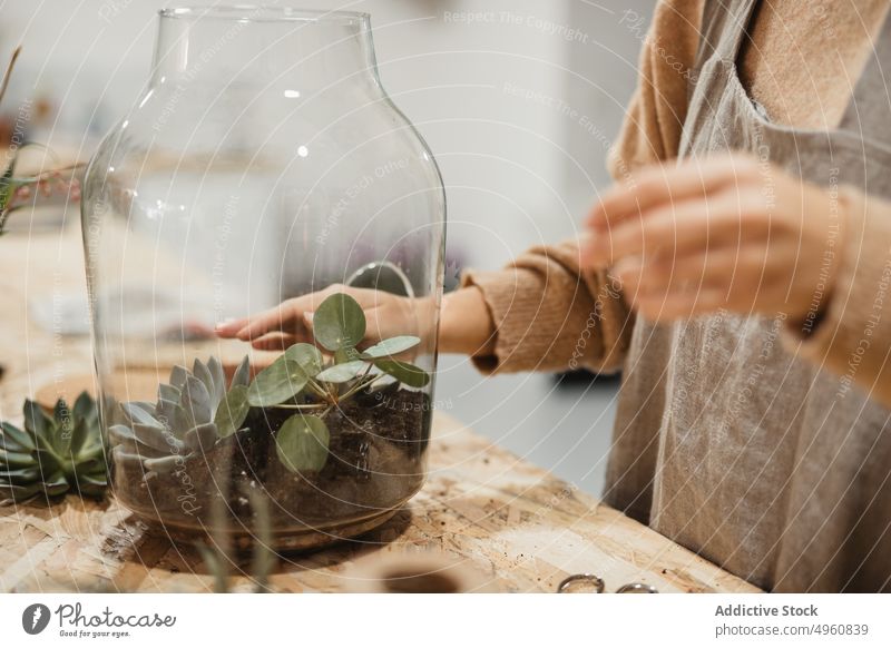 Aufmerksam nachdenklich Florist machen getöpferte Zusammensetzung mit kleinen grünen Sukkulenten in modernen Blumenladen Blumenhändler Terrarium Frau Kaktus