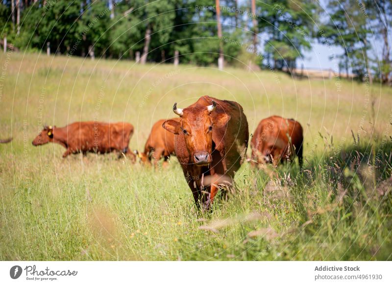 Kühe auf der Weide in der Nähe des Waldes Kuh Herde weiden Landschaft Pflanzenfresser wolkig Gras Sommer Feld bovin Natur ländlich Baum heimisch tagsüber Wiese