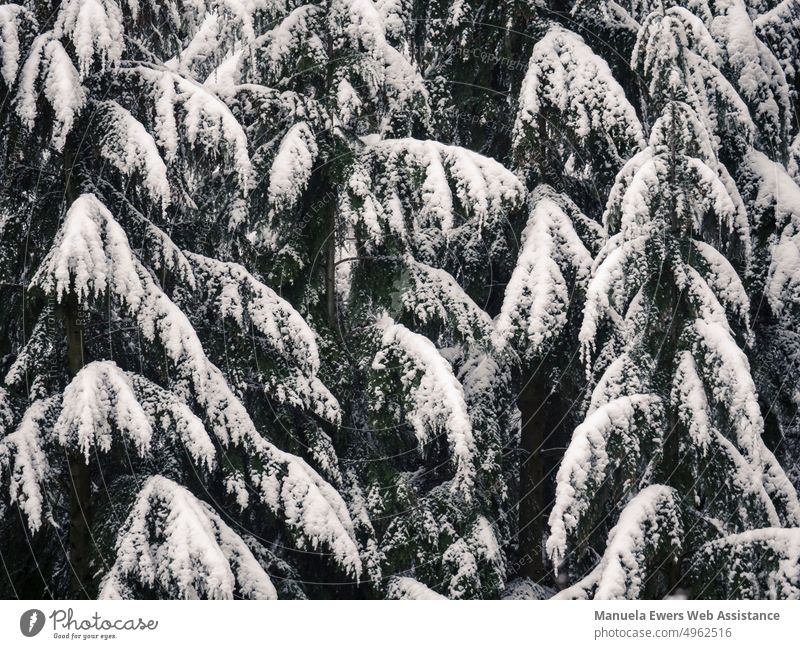 Von Schnee bedeckte Tannenwipfel tannenwipfel schneebedeckt winter puderzucker verschneit baumkronen schwer von schnee wald bäume