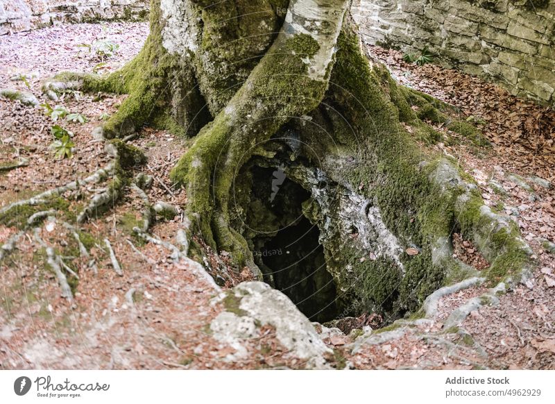 Moosbewachsener Baum in der Nähe des Lochs Golfloch Wurzel Kofferraum Boden Park Sommer alt uneben Flechten natürlich Saison organisch Stein verwittert tagsüber