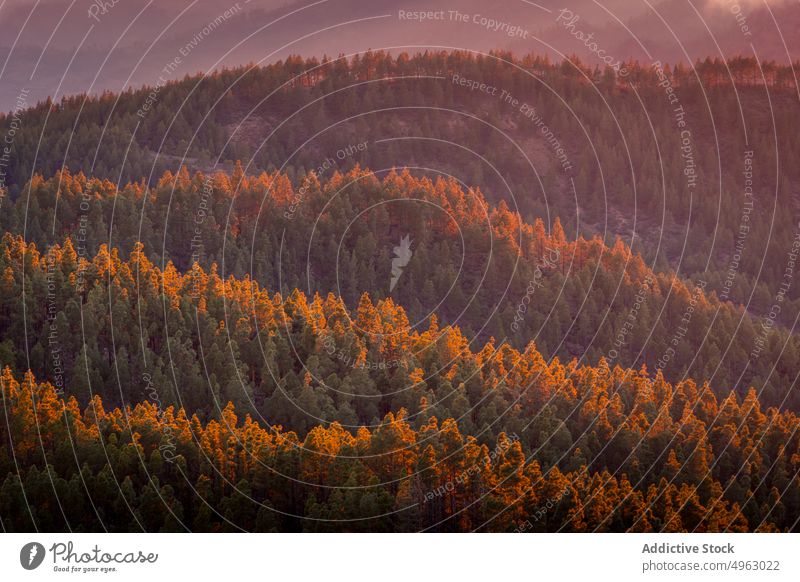Üppiger Wald am Morgen Baum nadelhaltig sonnenbeschienen früh Natur Landschaft Gran Canaria Kanarische Inseln Spanien ruhig Wälder malerisch atemberaubend