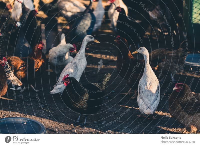 weiße indische Laufenten zwischen anderen Hausvögeln landwirtschaftlich Anas Tier Hintergrund schön Vogel Zucht braun Ente essen Bauernhof Landwirtschaft Frau